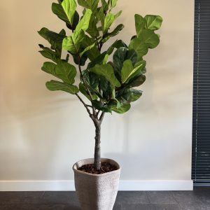 Zijden Ficus Lyrata 200 cm – kunstplant met vioolvormige bladeren