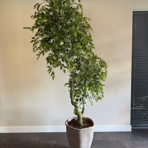 Zijden Ficus Benjamina – 210 cm
