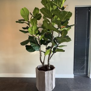 Realistische Ficus kunstplant – 220 cm hoog – onderhoudsvrij