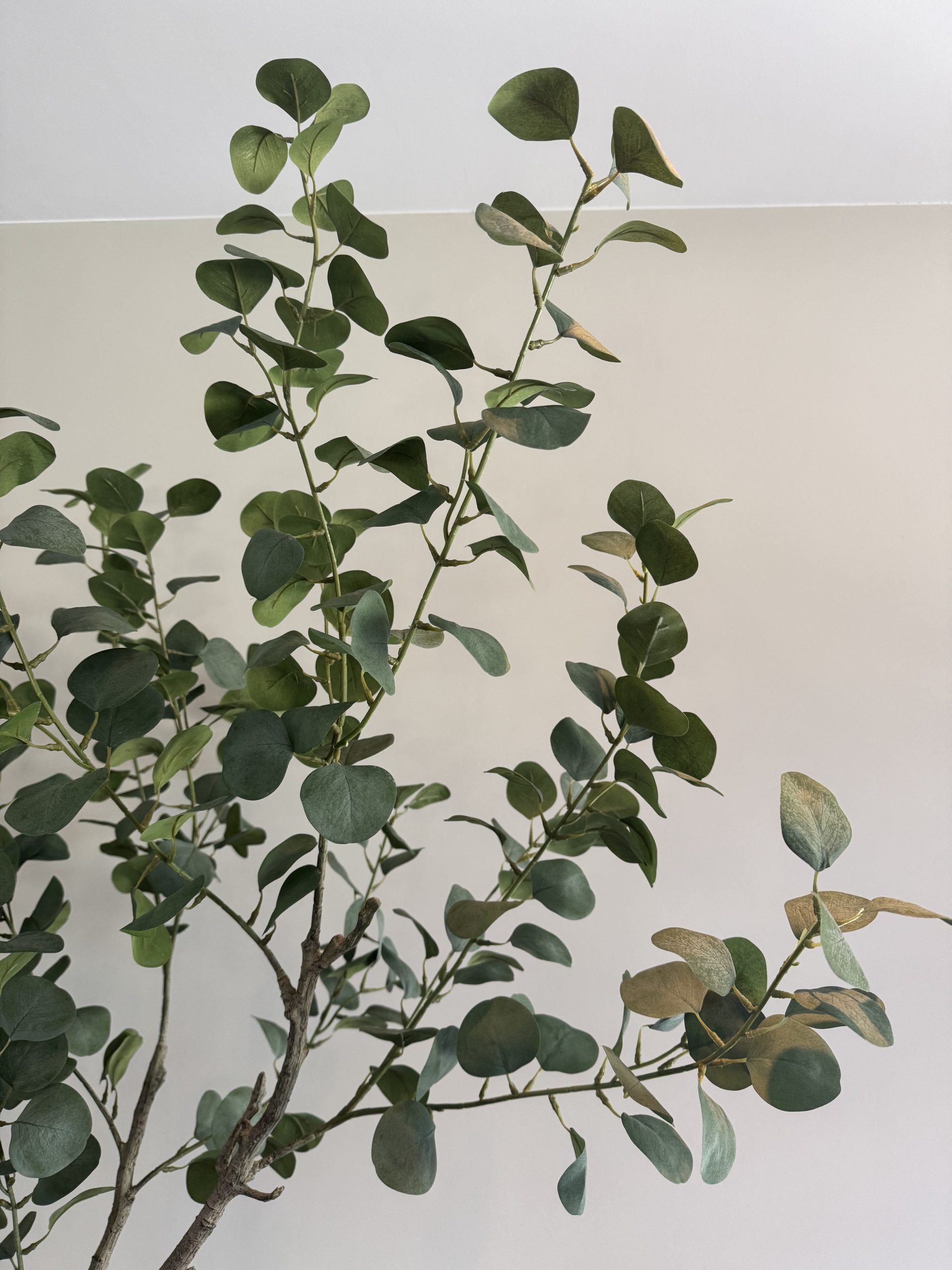 Onderhoudsvrije eucalyptus plant voor interieurdecoratie