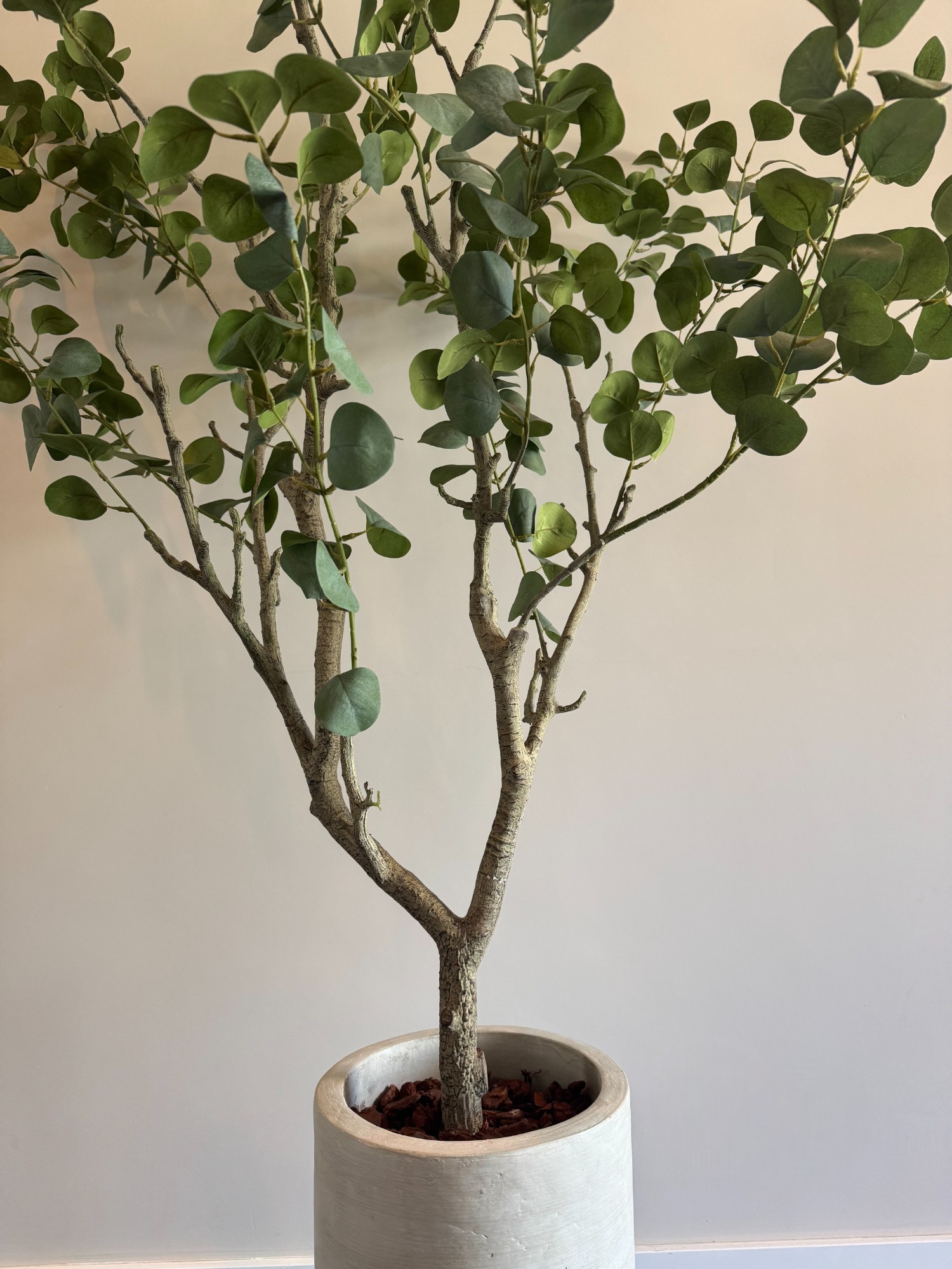 Onderhoudsvrije eucalyptus plant voor interieurdecoratie